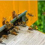 Pszczoły na wylotku